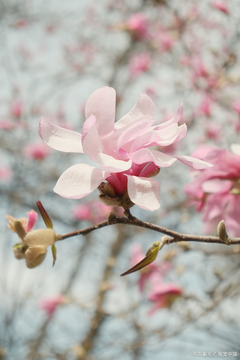 春天都开什么花